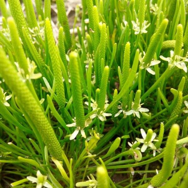 Ranunculus minimus Floare