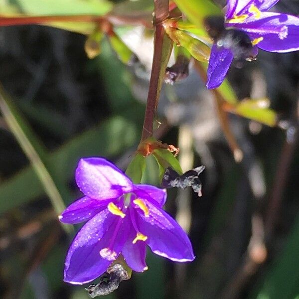 Aristea ecklonii Flor