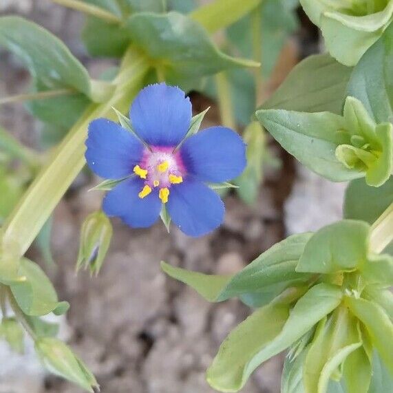 Lysimachia foemina Кветка