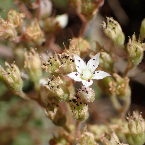 Sedum hirsutum Blomst