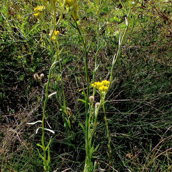 Helichrysum arenarium Habitat