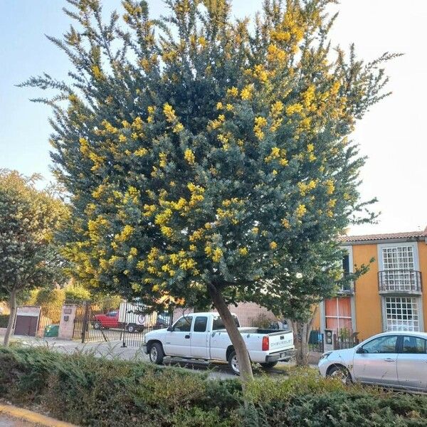 Acacia baileyana Агульны выгляд