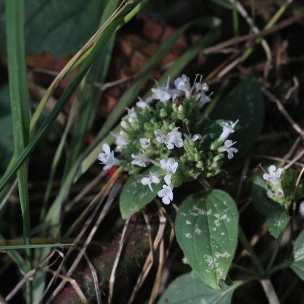 Origanum vulgare 花