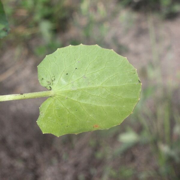 Centella erecta पत्ता