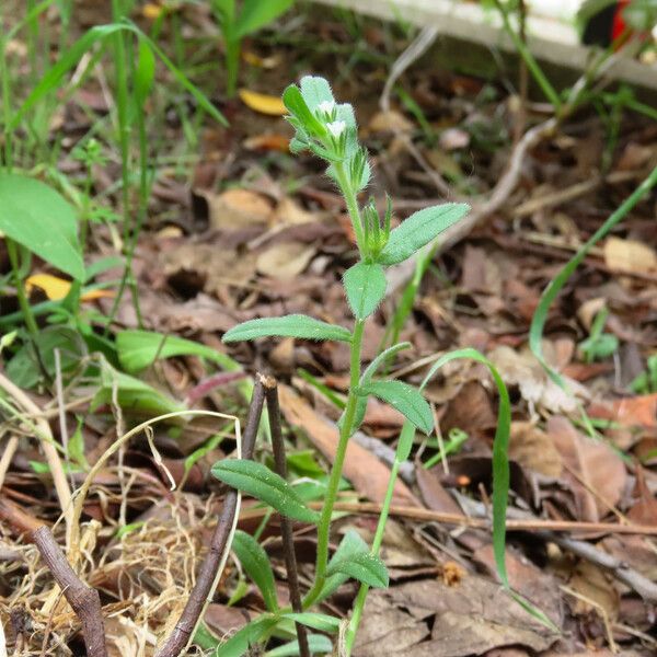 Buglossoides arvensis Habit