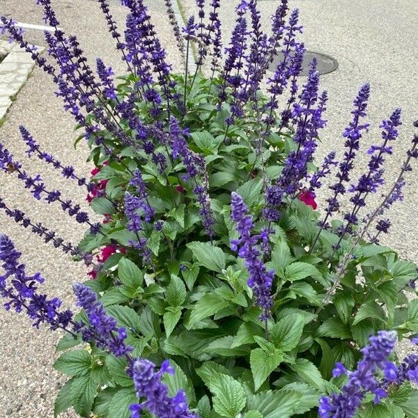 Salvia farinacea Hábito