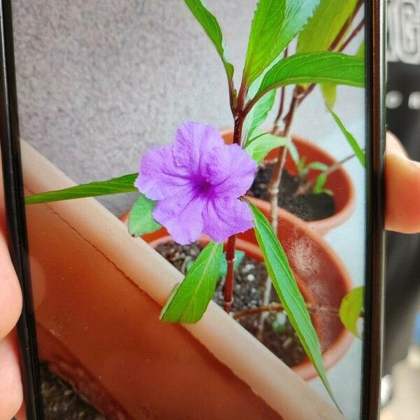 Ruellia simplex Flower