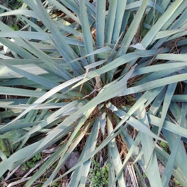 Yucca filamentosa 整株植物