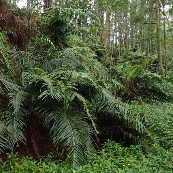 Blechnum orientale आदत