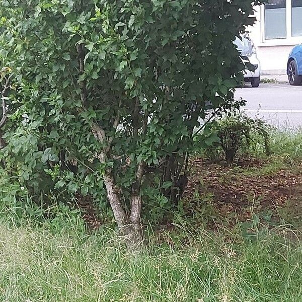 Prunus domestica Листок