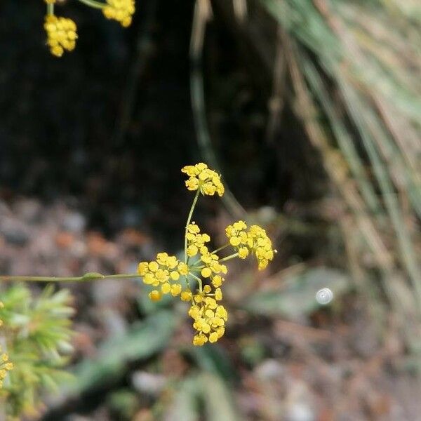 Bupleurum falcatum 花