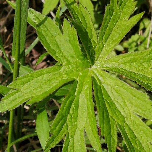 Anemonastrum canadense Leaf