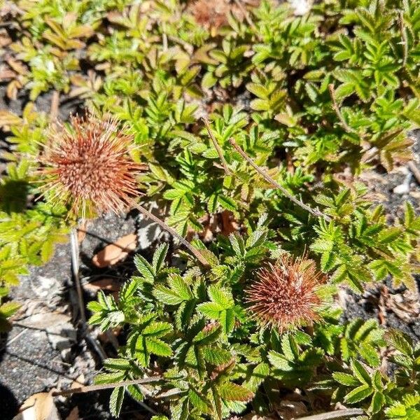 Acaena novae-zelandiae ফল