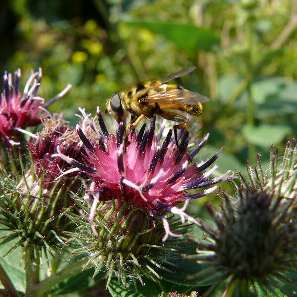 Arctium tomentosum Blüte