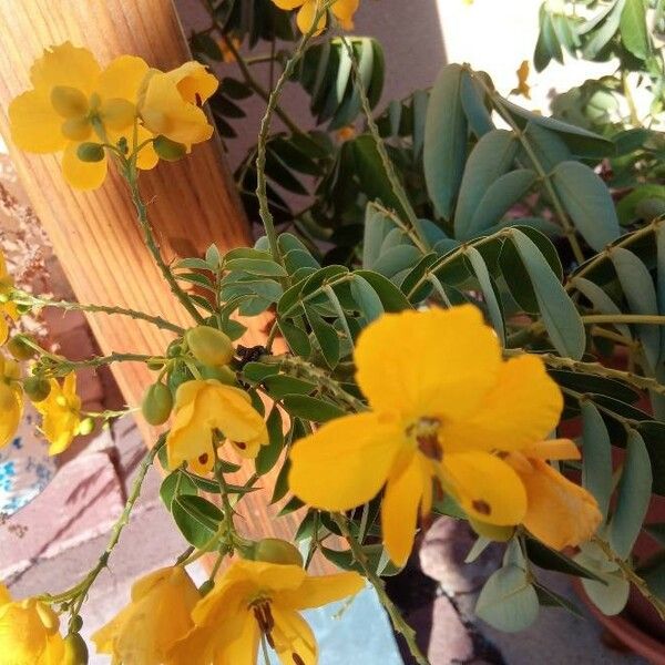 Cassia abbreviata Flower