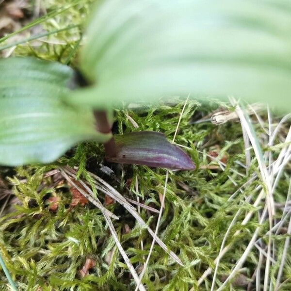 Epipactis atrorubens Лист