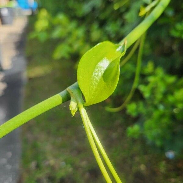 Smilax bona-nox Blad