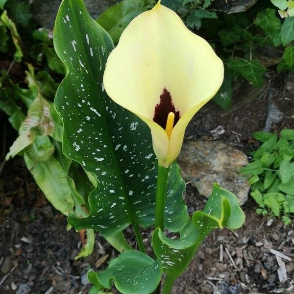 Zantedeschia albomaculata Flower