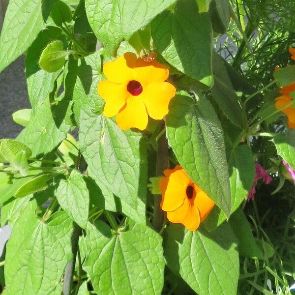 Thunbergia alata Агульны выгляд