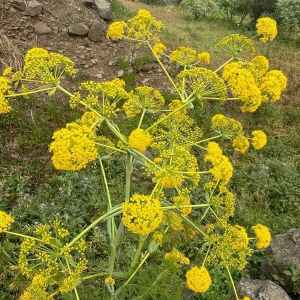 Ferula communis Floare