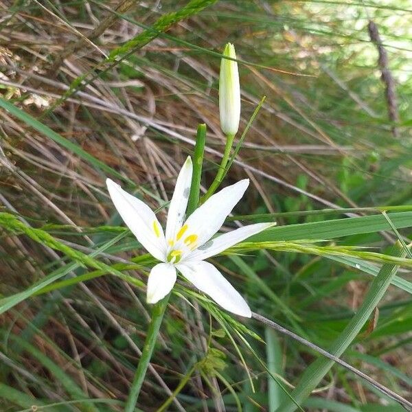 Anthericum liliago Blomma