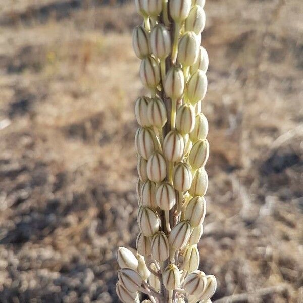 Asphodelus macrocarpus Flower