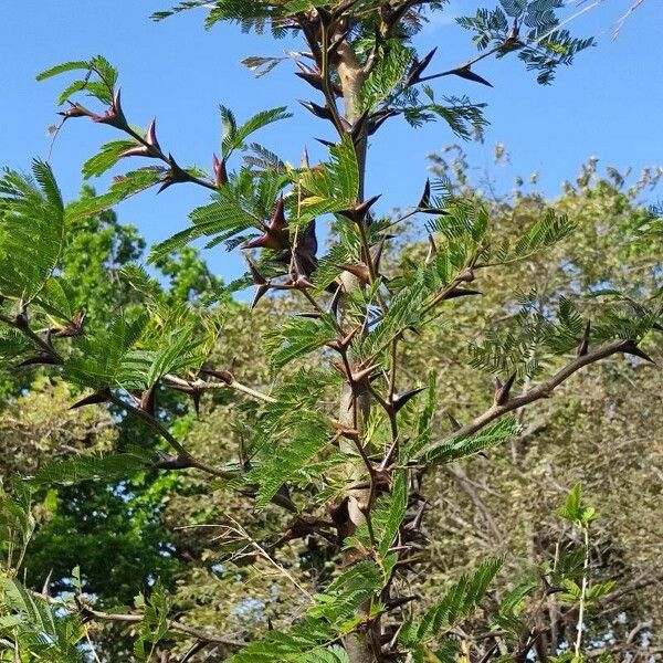 Vachellia collinsii Yaprak