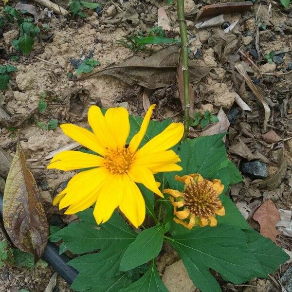 Tithonia diversifolia Kwiat