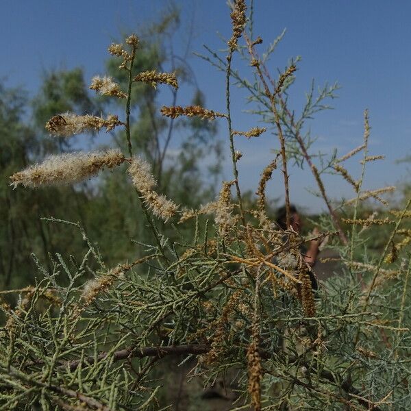 Tamarix senegalensis Folha