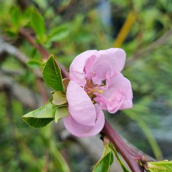 Prunus tenella Flor