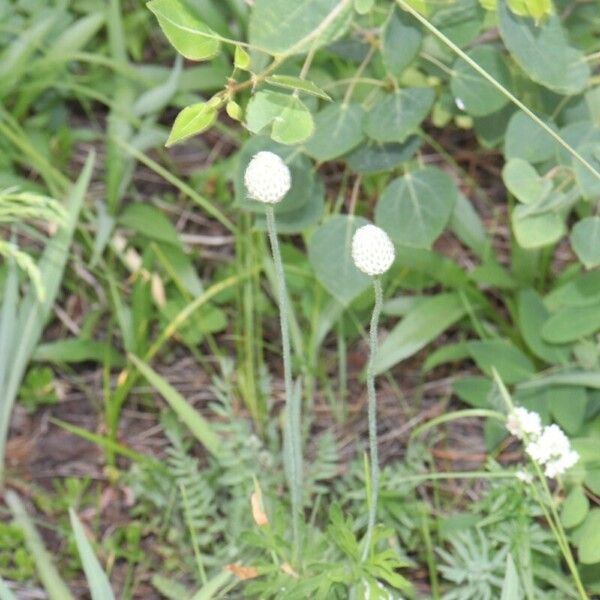 Anemone multifida Kwiat