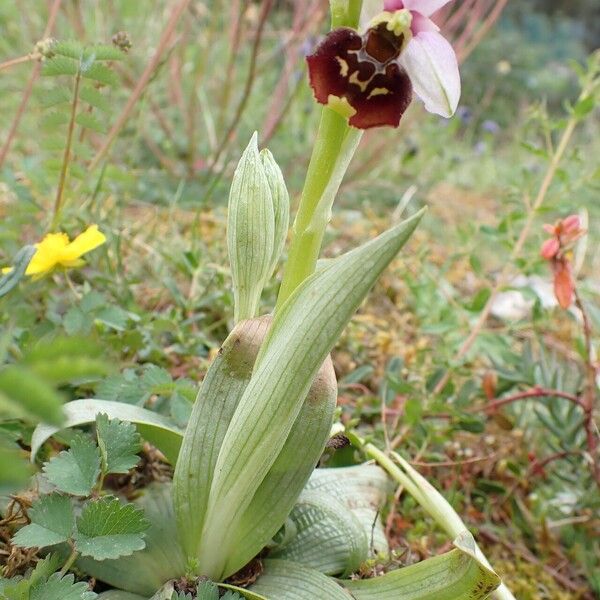 Ophrys holosericea ᱥᱟᱠᱟᱢ