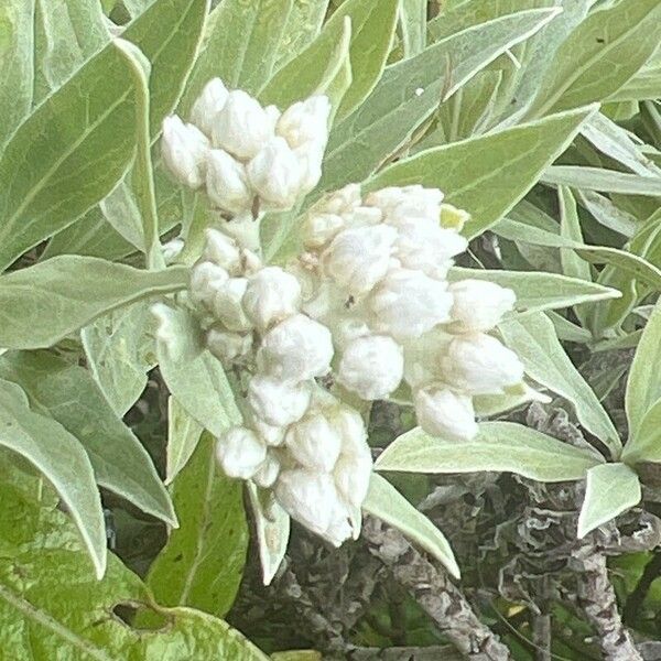 Helichrysum melaleucum Квітка