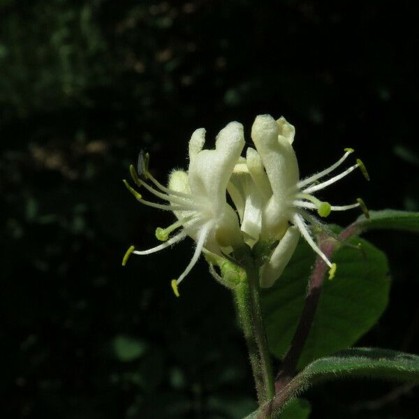 Lonicera xylosteum Květ