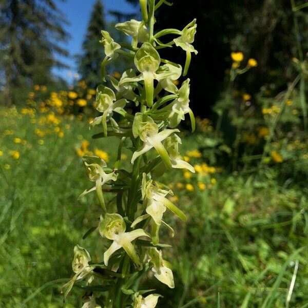 Platanthera chlorantha फूल