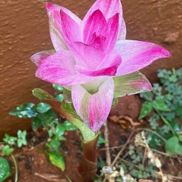 Curcuma aromatica ফুল