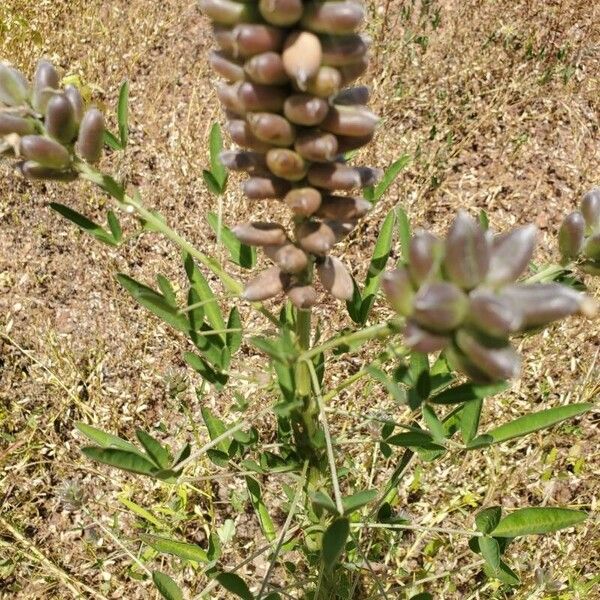 Crotalaria goreensis Fulla