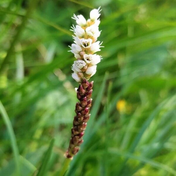 Bistorta vivipara Fleur