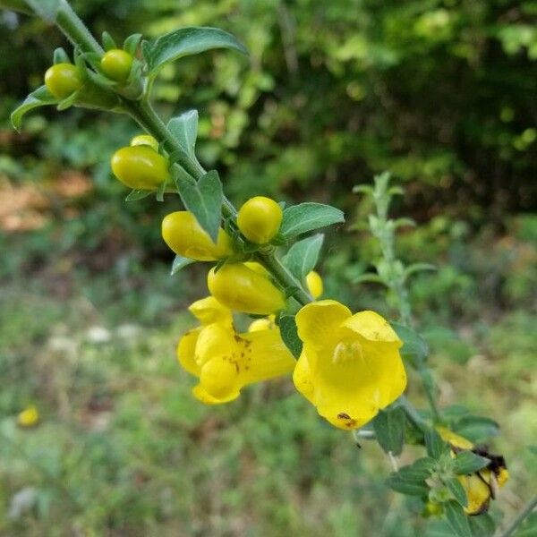 Aureolaria virginica Květ