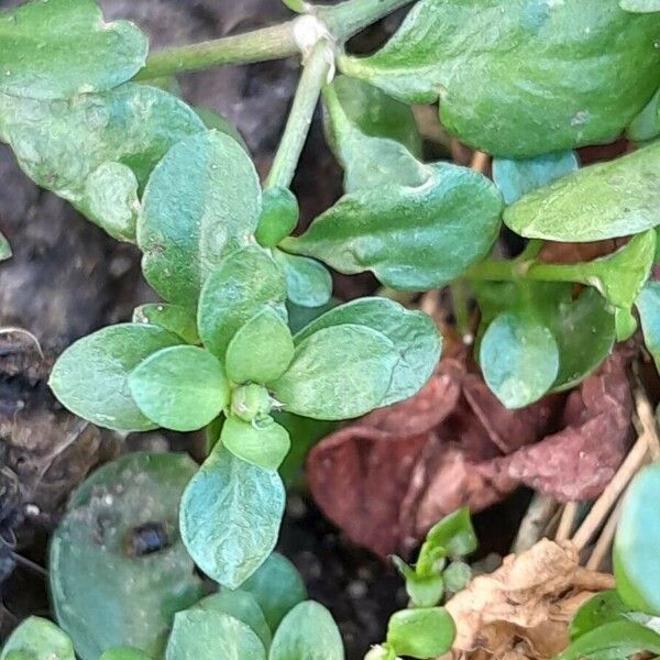 Polycarpon tetraphyllum Blatt