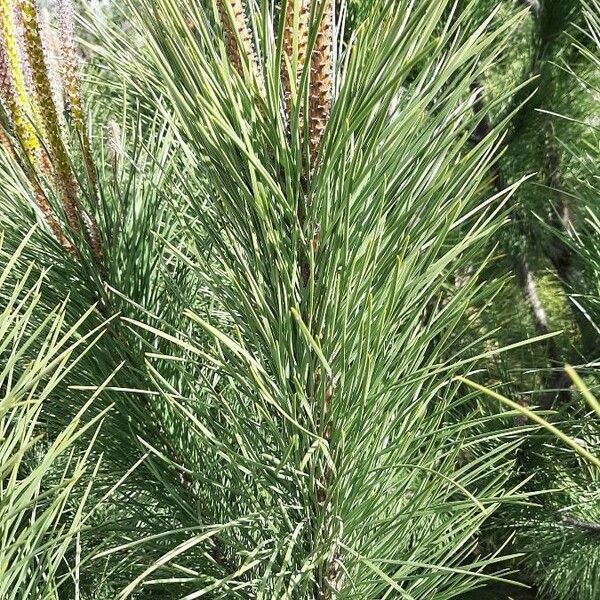 Pinus pinaster Folha
