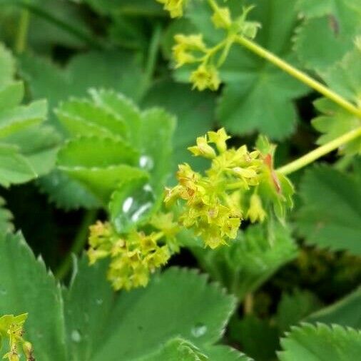 Alchemilla monticola Flower