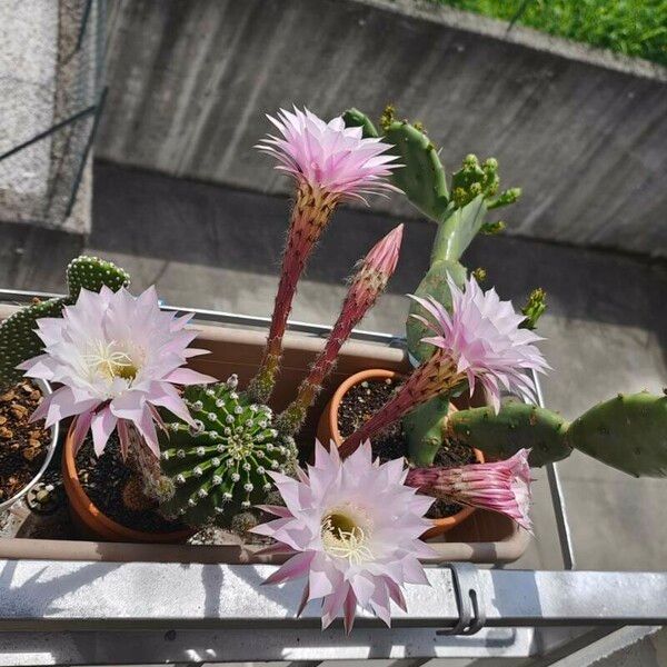 Echinopsis oxygona Žiedas