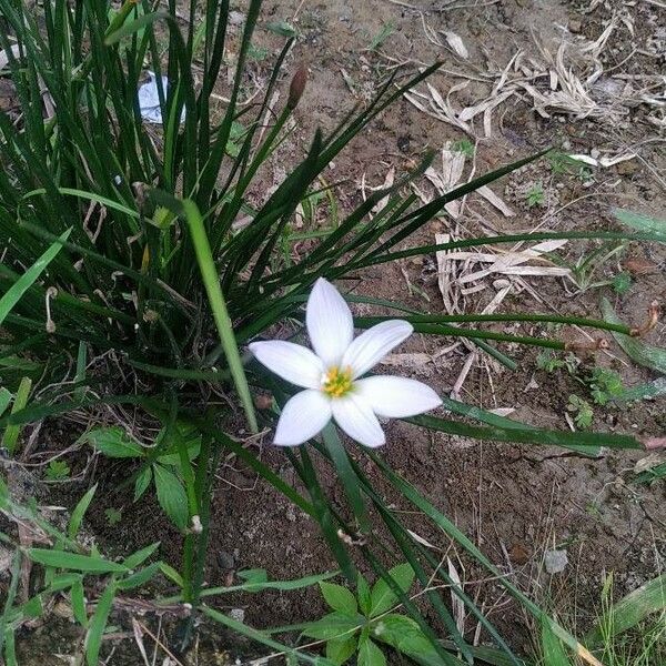 Zephyranthes candida Fleur