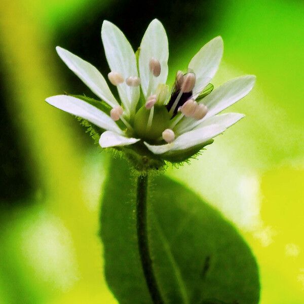 Stellaria aquatica Flor