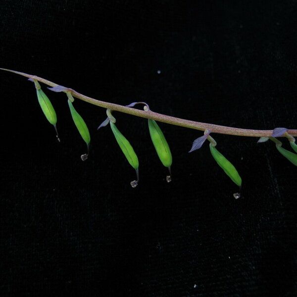 Corydalis cornuta 整株植物