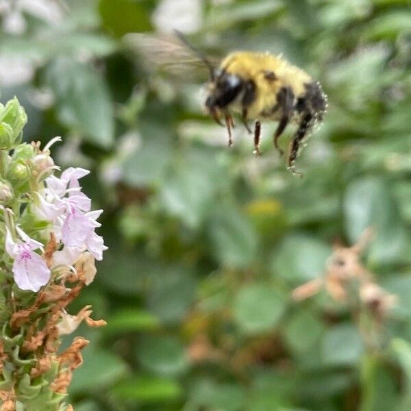 Teucrium canadense 花