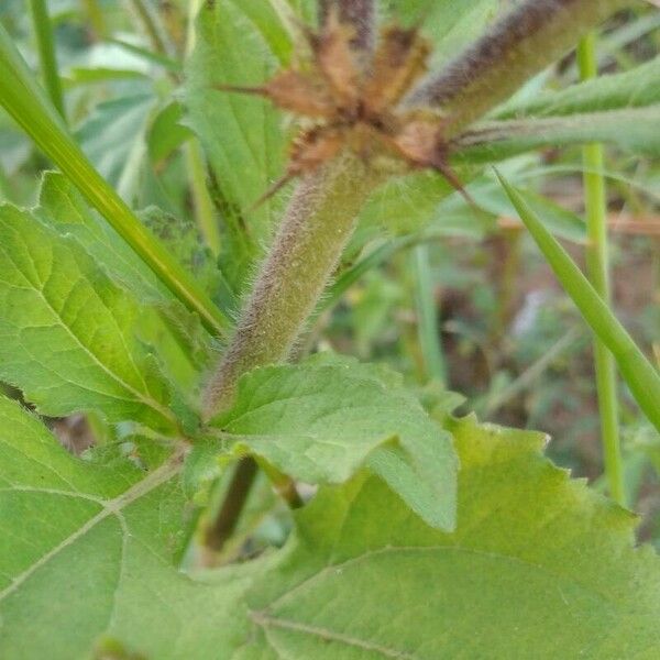 Acanthospermum hispidum Fruto