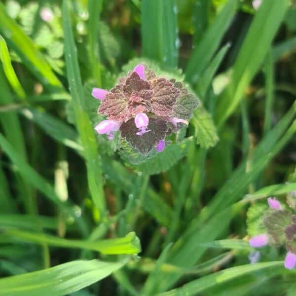 Lamium hybridum Kukka