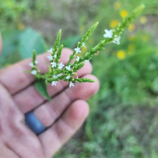 Verbena urticifolia 花